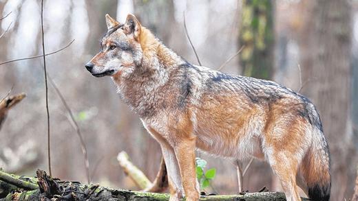 Prophezeiung überholt: Was Experten für die nähere oder fernere Zukunft vorhergesagt haben, ist früher als erwartet Realität geworden. Bei der Wiederbesiedlung Deutschlands hat der erste Wolf nachweisbar den Weg in den Spessart gefunden. Allerdings endete der Besuch für ihn auf der Autobahn bei Bad Soden-Salmünster tödlich. Unser Archivbild zeigt einen Wolf im Gehege des Wolfscenters von Dörverden/Niedersachsen.