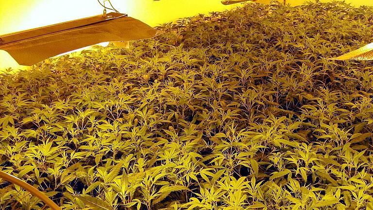 Marihuana-Plantage entdeckt       -  Immer häufiger betreiben Drogendealer ihre eigenen Plantagen &ndash; auch in Unterfranken.