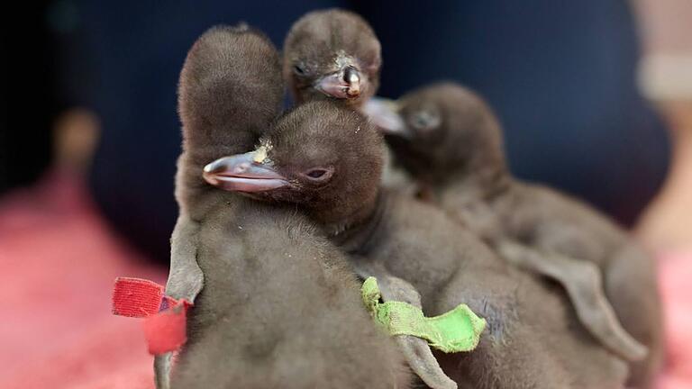 Hoiho ist Neuseelands Vogel des Jahres - Die Küken werden durch eingeführte Raubtiere bedroht. Hoiho ist Neuseelands Vogel des Jahres - Die Küken werden durch eingeführte Raubtiere bedroht.