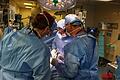 Schweineniere.jpeg       -  Laut dem Krankenhaus habe die Operation vier Stunden gedauert, der Patient erhole sich gut und werde wohl bald entlassen werden können.