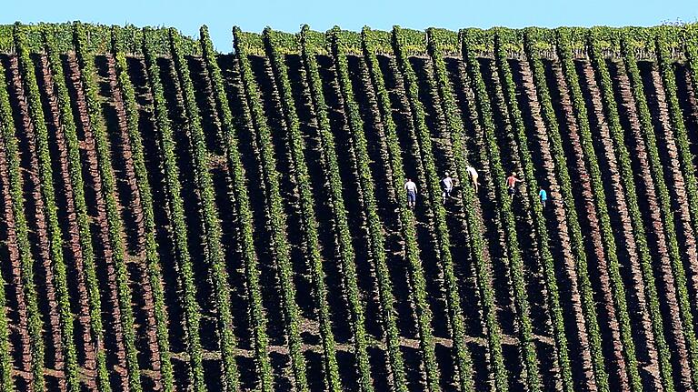 Winzig klein erscheinen die Arbeiter in der Steillage des Escherndorfer Lumps. Bis zu 70 Prozent erreicht die Steigung des Weinberges der als einer der besten Weinlagen Frankens gilt. Winzig klein erscheinen die Arbeiter in der Steillage des Escherndorfer Lumps. Bis zu 70 Prozent erreicht die Steigung des Weinberges der als einer der besten Weinlagen Frankens gilt. 