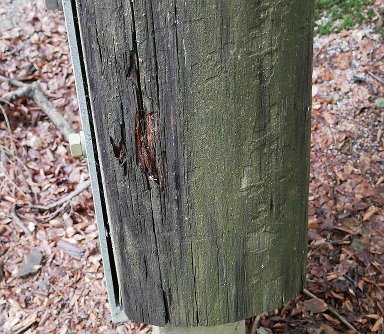 Auf dem bereits im September 2009 eröffneten Baumwipfelpfad in Neuschönau mussten bereits geschädigte Hölzer ausgetauscht werden. Dies könnte auch dem Pfad im Steigerwald bei Ebrach drohen.