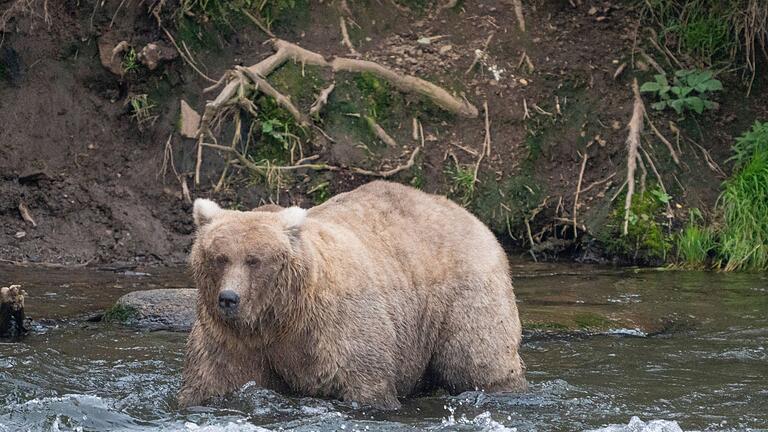 &bdquo;Fat Bear&rdquo;-Wahl       -  Kann Braunbärin Grazer in diesem Jahr ihren Titel verteidigen? (Archivbild)