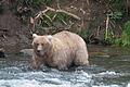 &bdquo;Fat Bear&rdquo;-Wahl       -  Kann Braunbärin Grazer in diesem Jahr ihren Titel verteidigen? (Archivbild)