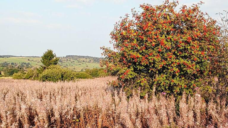 Ein Meer abgeblühter Weideröschen, die Rot leuchtenden Beeren einer Eberesche und in der Ferne die weiten Rhöner Matten. Auf der Hochrhöntour lassen sich solche Blicke in großer Zahl genießen. Ein Meer abgeblühter Weideröschen, die Rot leuchtenden Beeren einer Eberesche und in der Ferne die weiten Rhöner Matten. Auf der Hochrhöntour lassen sich solche Blicke in großer Zahl genießen.