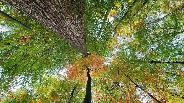 Soll der Spessart mit seinen Eichen und Buchen zur Biosphärenregion werden? Das Ergebnis der Machbarkeitsstudie wird am Donnerstag, 16. November, in der Lohrer Stadthalle vorgestellt. (Symbolfoto)