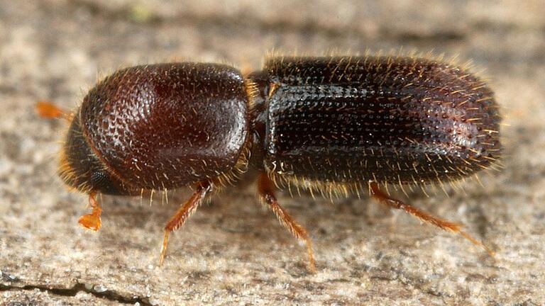 Kleiner Holzbohrer - Ambrosia-Käfer       -  Ein Kleiner Holzbohrer (Xyleborinus saxeseni) läuft über ein Stück Holz. Er sucht gezielt nach Alkohol &ndash; um Pilze zu züchten.