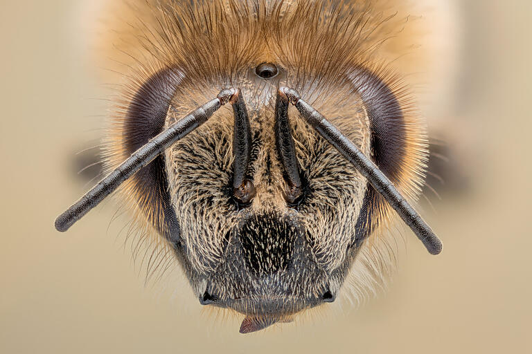 Über Facettenaugen, Fühler und unzählige Sinneshaare beziehen Honigbienen wichtige Informationen, um ihre Alltagsaufgaben auszuführen.