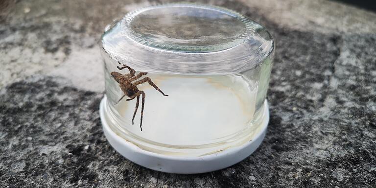 In einem Glas fing Kaminski die Spinne. Nachdem er sich versichert hatte, dass sie für den Menschen ungefährlich ist, setzte er sie wieder aus.&nbsp;