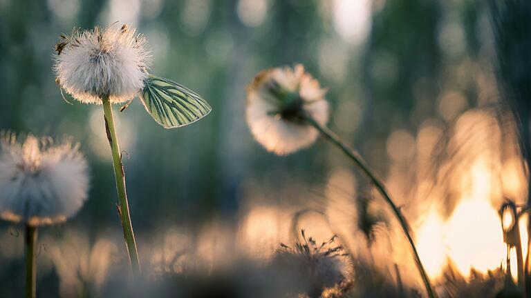 Pusteblumen mit Weißling im Abendlicht.