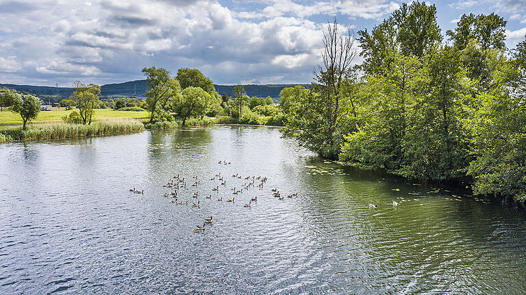 Kanada-, Grau- und Nilgänse machen den Bauern zwischen Sander Baggersee und Main das Leben schwer.