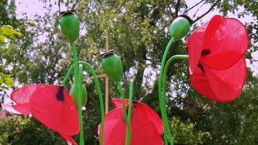 So sehen Siegerfotos aus. Eddi Kieser aus Wiesentheid hat uns dieses Motiv geschickt - 'Menschen mit Mohn', könnte es heißen. Er ist damit unser erster Wochensieger und hat 50 Euro gewonnen. Glückwunsch! Machen auch Sie mit. Es lohnt sich...