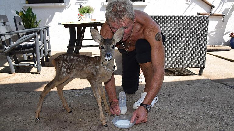 Alle drei Stunden erhält Rehböckchen Basti die Ziegenmilch von seinem Ziehvater Hubert Balda. Erst vor kurzem hat er die Fütterung von der Flasche auf die Schale umgestellt.