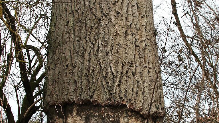 Der Baum steht zwischen Hafenlohr und der neuen Mainbrücke.