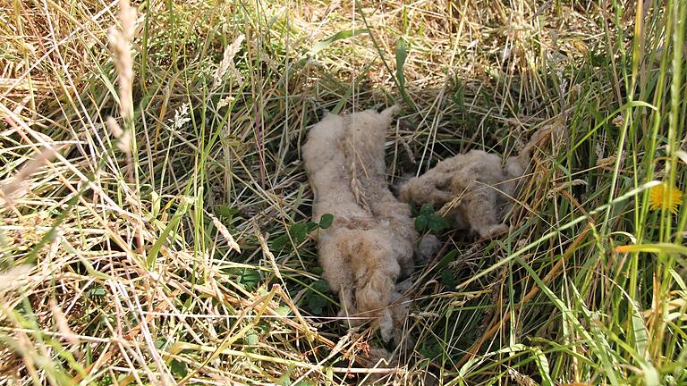 Das war alles, was ein Wolf in Rengersbrunn von einem Lamm übrig gelassen hat. Vermutlich war es die Wölfin, die im Spessart schon mehrfach Schafe gerissen hat.