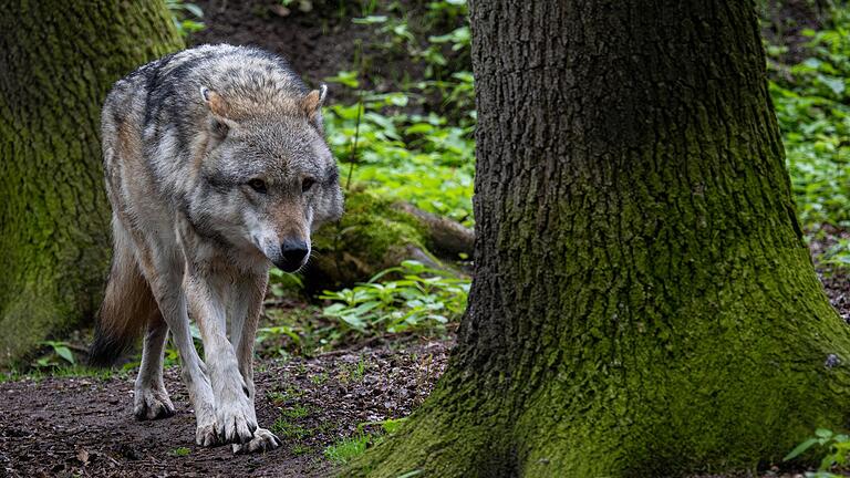 Dieser Wolf ist im Gehege in Nordrhein-Westfalen in Sicherheit. In der Rhön hat die Regierung von Unterfranken jetzt „zwei schadstiftenden Wölfe“ zum Abschluss freigegeben. - Dieser Wolf ist im Gehege in Nordrhein-Westfalen in Sicherheit. In der Rhön hat die Regierung von Unterfranken jetzt „zwei schadstiftenden Wölfe“ zum Abschluss freigegeben. Dieser Wolf ist im Gehege in Nordrhein-Westfalen in Sicherheit. In der Rhön hat die Regierung von Unterfranken jetzt „zwei schadstiftenden Wölfe“ zum Abschluss freigegeben. - Dieser Wolf ist im Gehege in Nordrhein-Westfalen in Sicherheit. In der Rhön hat die Regierung von Unterfranken jetzt „zwei schadstiftenden Wölfe“ zum Abschluss freigegeben.