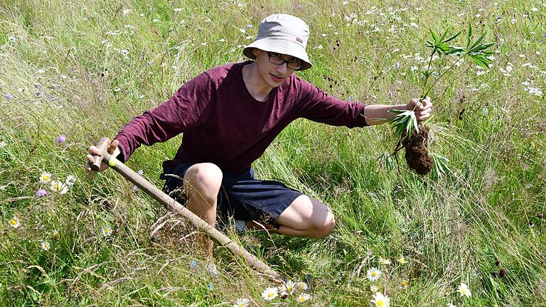 Kampf gegen Lupinen in der Rhön       -  Doch der Widerstand hat der Lupine nichts genutzt, die Wurzel ist gezogen.