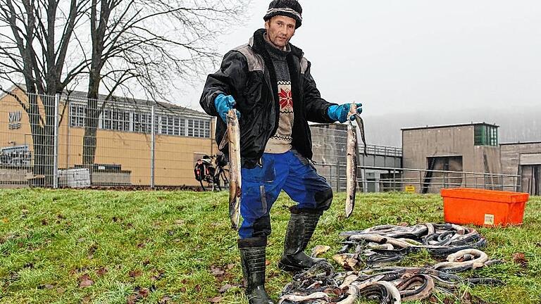 Tötung einer geschützten Art: Fischereimitarbeiter Alfred Senft birgt die von der Turbine zerhackten Aale an der Staustufe Harrbach.