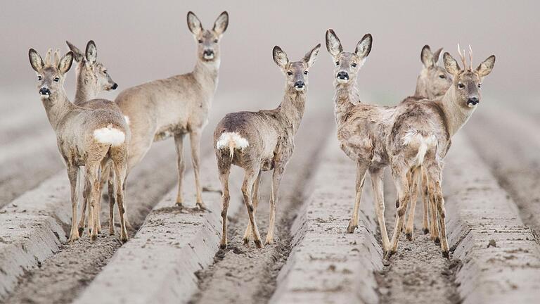 Rehe sind in der Natur gut getarnt - wie hier auf diesem Symbolfoto. Nach der Ernte auf den Feldern lassen sich die Tiere gerne die nachwachsenden Jungbäume in den Wäldern schmecken. Rehe sind in der Natur gut getarnt - wie hier auf diesem Symbolfoto. Nach der Ernte auf den Feldern lassen sich die Tiere gerne die nachwachsenden Jungbäume in den Wäldern schmecken.