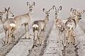 Rehe sind in der Natur gut getarnt - wie hier auf diesem Symbolfoto. Nach der Ernte auf den Feldern lassen sich die Tiere gerne die nachwachsenden Jungbäume in den Wäldern schmecken.