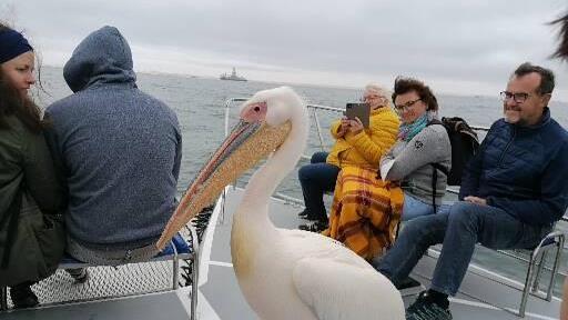 In Namibia entdeckte die Reisegruppe der Reservisten Großwenkheim auch auf dem Wasser zahlreiche Tiere.       -  In Namibia entdeckte die Reisegruppe der Reservisten Großwenkheim auch auf dem Wasser zahlreiche Tiere.