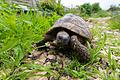 Griechische Landschildkröte im Garten       -  Nicht kuschelig, aber faszinierend: Eine Schildkröte zu halten ist aufwendig und anspruchsvoll.