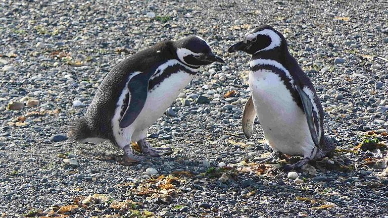 Am Ende der Reise gab es noch einmal 'tierische' Begegnungen, unter anderem mit diesen Pinguinen. Am Ende der Reise gab es noch einmal 'tierische' Begegnungen, unter anderem mit diesen Pinguinen.