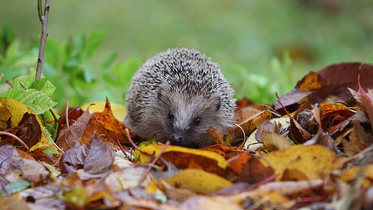 Nicht zu viel Ordnung: In diesen Gärten fühlen sich Igel wohl       -  Laubhaufen, Hecken, Büsche oder Holzstapel - all das kann Igeln in Gärten als Unterschlupf dienen. (Archivbild)