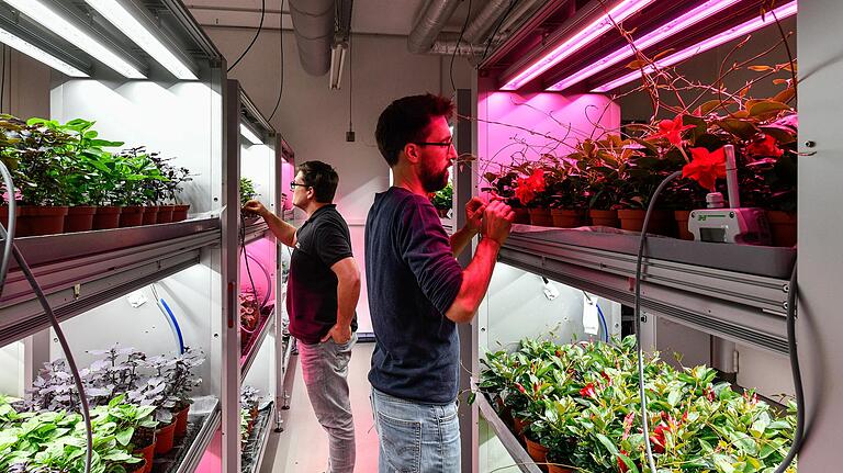 In der obersten Etage ungewünscht viele Ranken: Mandevilla-Experiment im Indoor-Kulturraum mit unterschiedlicher Beleuchtung. In der obersten Etage ungewünscht viele Ranken: Mandevilla-Experiment im Indoor-Kulturraum mit unterschiedlicher Beleuchtung.