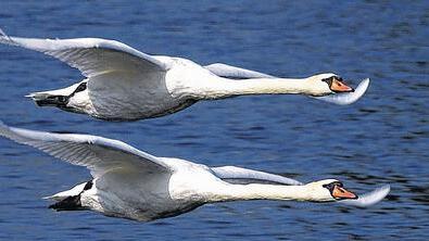 Synchronflug in das neue Jahr       -  Gemeinsam starten zwei Schwäne zum Flug über den Main. Der Fotograf drückte im richtigen Augenblick auf den Auslöser und hielt den Synchronflug in einer faszinierenden Aufnahme fest.