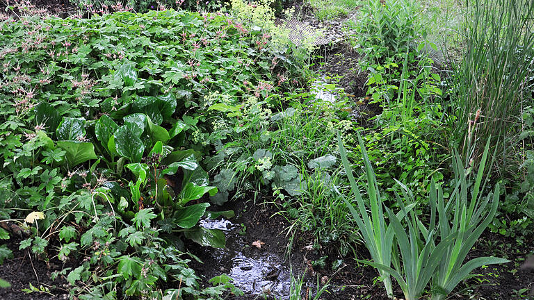 Wie mit Wasser umgegangen werden kann, wird zu einer zentralen Frage in unserer Region. Vor Ort kann Wasser zurückgehalten, verdunstet und versickert werden, hier in einem „Regengarten“ in Mainbernheim. Wie mit Wasser umgegangen werden kann, wird zu einer zentralen Frage in unserer Region. Vor Ort kann Wasser zurückgehalten, verdunstet und versickert werden, hier in einem „Regengarten“ in Mainbernheim.