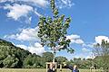 Baum-Pflanzungen sollen den Kirkham-Weg begrünen und für ein gutes Klima sorgen.       -  Baum-Pflanzungen sollen den Kirkham-Weg begrünen und für ein gutes Klima sorgen.