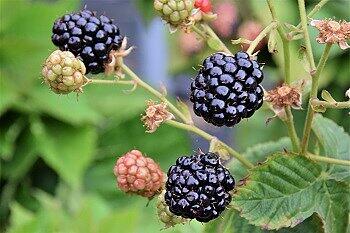 Brombeeren kann man gut einfrieren.