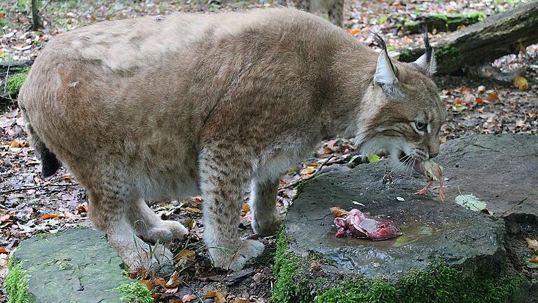 Weg damit: Hier verschlingt Rufus ein ganzes Küken.