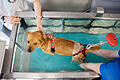 Was ein Beinbruch für Hund und Katze bedeutet.jpeg       -  Es geht den Hunden wie den Menschen: Physiotherapie, hier im Wasser, hilft verletzten Tieren wieder auf die Beine.