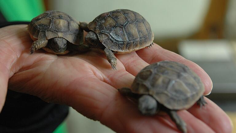 Drei Griechische Landschildkröten sind in Lendershausen auf natürliche Art und Weise geschlüpft.