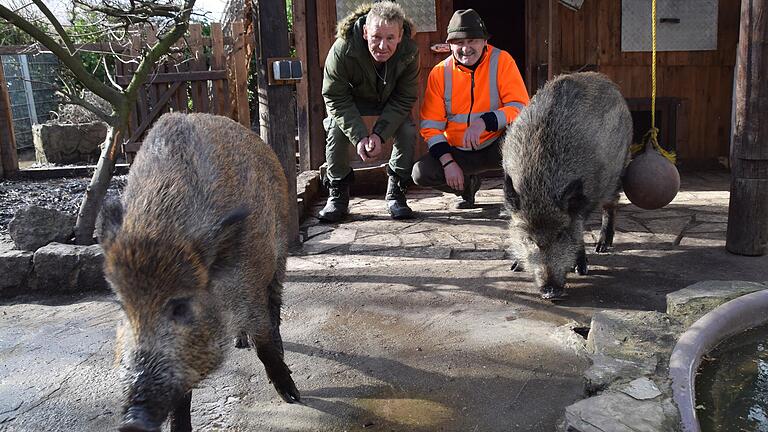 Immer neugierig sind die beiden Wildschweine Fritzi und Resi, die Hubert Balda (links) bei sich aufgenommen hat. Vermittelt hatte Resi der befreundete Jäger Bernhard Rudloff.