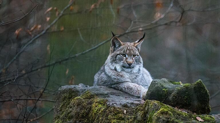 Die Luchsdame Hedwig ist nur eine von vielen Attraktionen im Wildpark Schweinfurt.