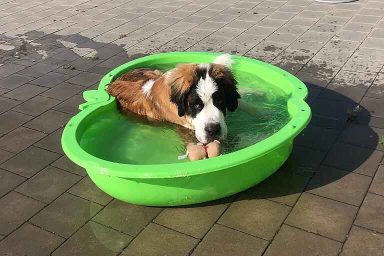 Nicht nur Menschen leiden unter der Hitze, auch für Tiere kann diese unangenehm oder sogar gefährlich werden. Im Sommer gab es deshalb nützliche Tipps für Haustierhalter.