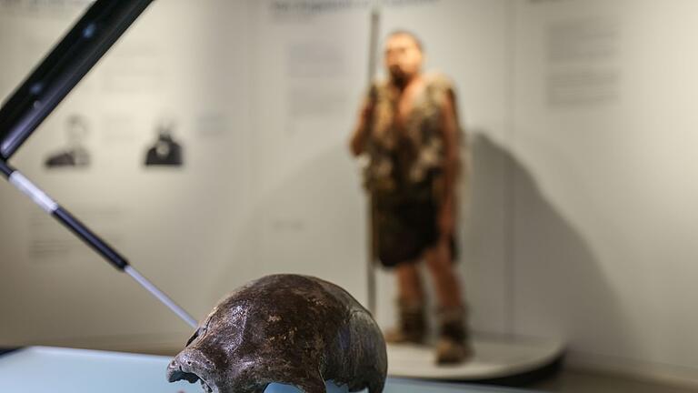 Neandertaler im LVR-LandesMuseum Bonn - Die Schädeldecke ist das bedeutendste Fundstück, das dem 42 000 Jahre alten Frühmenschen aus dem Neandertal bei Düsseldorf zugeordnet werden kann. Neandertaler im LVR-LandesMuseum Bonn - Die Schädeldecke ist das bedeutendste Fundstück, das dem 42 000 Jahre alten Frühmenschen aus dem Neandertal bei Düsseldorf zugeordnet werden kann.