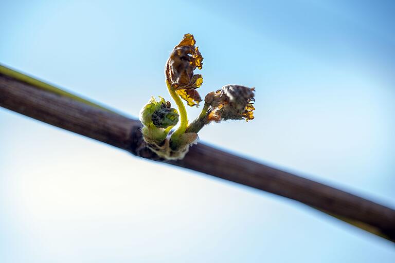 Braun kräuseln sich erfrorene Blätter an einem Weinstock. Daneben nährt ein kleiner zweiter Austrieb in Grün die Hoffnung, dass zumindest ein Teil der Weinernte 2024 noch nicht verloren ist. Braun kräuseln sich erfrorene Blätter an einem Weinstock. Daneben nährt ein kleiner zweiter Austrieb in Grün die Hoffnung, dass zumindest ein Teil der Weinernte 2024 noch nicht verloren ist.