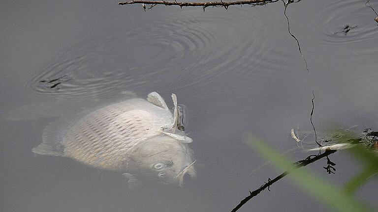 rr fischsterben 1 - Kommt es zum Fischsterben, kippen die Seen um? Diese Frage stellen sich derzeit viele Angelvereine im Landkreis. Ihnen wird um so banger, je länger Trockenheit und Hitze anhalten, doch auch ein Starkregen könnte die Situation zunächst durch Sedimenteintrag verschlimmern. rr fischsterben 1 - Kommt es zum Fischsterben, kippen die Seen um? Diese Frage stellen sich derzeit viele Angelvereine im Landkreis. Ihnen wird um so banger, je länger Trockenheit und Hitze anhalten, doch auch ein Starkregen könnte die Situation zunächst durch Sedimenteintrag verschlimmern.
