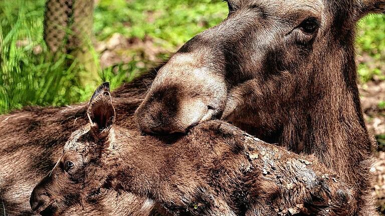 Elch-Babys im Wildpark sind ein Publikumsmagnet - Inzwischen saufen sie im Stehen und haben auch schon zugelegt. Dass der unverhoffte Elchnachwuchs vom Vatertag so gut gedeiht, macht Thomas Leier zufrieden. Seit zehn Jahren hatte es im Wildpark Schweinfurt keine Elch-Geburt gegeben und dann 2016 gleich noch am Vatertag – und Zwillinge. Wobei die bei Elchen nicht selten sind. Die erste Überraschung ist verflogen, der Ansturm der Besucher auf den Wildpark an den Eichen nicht: „Seit Freitag kamen rund 15 000 Menschen, 3000 bis 4000 mehr als gewöhnlich“, sagt Leier am Montag. Das sagenhafte Frühsommerwetter tat sein Übriges. Mutter Daya kommt auch wieder zu Kräften. Täglich legen die Parkmitarbeiter ihr frische Äste an den Rand des Geländes – von Hand und nicht mit dem Schlepper, das könnte zu viel Stress verursachen, sagt Wildparkleiter Leier. Zusätzlich gibt es im Elchhaus Kraftfutter, das mit Vitamin E und Selen, versetzt wird. Das soll über die Muttermilch auch den Kälbern zugute kommen, sagt Leier. „Das Säugen ist für Daya anstrengend wie ein durchschnittlicher Winter.“ Täglich ein Kilogramm mehr Körpergewicht seien bei Jungelchen im Rahmen. Die Tiere wurden bisher aber nicht untersucht, das wäre nur mit Vollnarkose möglich, wofür es bisher keinen Anlass gibt. Auch ob Männlein oder Weiblein bleibt folglich noch offen. Leier hat zwar einen Verdacht, weil er „mal im richtigen Winkel“ zu den Tieren stand, doch verraten will er noch nichts. „Momentan ist es uns nicht wichtig. In zwei bis drei Wochen wissen wir mehr.“ Ebenso die Namensfrage: Die darf der Pate entscheiden. An Interessenten für die Patenschaft gibt es eine Warteliste. Die ist über die Jahre ohne Nachwuchs gewachsen. Der begeisterten Familie aus dem Erzgebirge, die die Geburt am Donnerstag live mitbekommen hat, musste der Wildparkleiter absagen. Der Familienvater hätte die Patenschaft gerne seiner Frau zum Geburtstag geschenkt. Foto: Dittert Elch-Babys im Wildpark sind ein Publikumsmagnet - Inzwischen saufen sie im Stehen und haben auch schon zugelegt. Dass der unverhoffte Elchnachwuchs vom Vatertag so gut gedeiht, macht Thomas Leier zufrieden. Seit zehn Jahren hatte es im Wildpark Schweinfurt keine Elch-Geburt gegeben und dann 2016 gleich noch am Vatertag – und Zwillinge. Wobei die bei Elchen nicht selten sind. Die erste Überraschung ist verflogen, der Ansturm der Besucher auf den Wildpark an den Eichen nicht: „Seit Freitag kamen rund 15 000 Menschen, 3000 bis 4000 mehr als gewöhnlich“, sagt Leier am Montag. Das sagenhafte Frühsommerwetter tat sein Übriges. Mutter Daya kommt auch wieder zu Kräften. Täglich legen die Parkmitarbeiter ihr frische Äste an den Rand des Geländes – von Hand und nicht mit dem Schlepper, das könnte zu viel Stress verursachen, sagt Wildparkleiter Leier. Zusätzlich gibt es im Elchhaus Kraftfutter, das mit Vitamin E und Selen, versetzt wird. Das soll über die Muttermilch auch den Kälbern zugute kommen, sagt Leier. „Das Säugen ist für Daya anstrengend wie ein durchschnittlicher Winter.“ Täglich ein Kilogramm mehr Körpergewicht seien bei Jungelchen im Rahmen. Die Tiere wurden bisher aber nicht untersucht, das wäre nur mit Vollnarkose möglich, wofür es bisher keinen Anlass gibt. Auch ob Männlein oder Weiblein bleibt folglich noch offen. Leier hat zwar einen Verdacht, weil er „mal im richtigen Winkel“ zu den Tieren stand, doch verraten will er noch nichts. „Momentan ist es uns nicht wichtig. In zwei bis drei Wochen wissen wir mehr.“ Ebenso die Namensfrage: Die darf der Pate entscheiden. An Interessenten für die Patenschaft gibt es eine Warteliste. Die ist über die Jahre ohne Nachwuchs gewachsen. Der begeisterten Familie aus dem Erzgebirge, die die Geburt am Donnerstag live mitbekommen hat, musste der Wildparkleiter absagen. Der Familienvater hätte die Patenschaft gerne seiner Frau zum Geburtstag geschenkt. Foto: Dittert