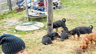 Tierlieb: Sharon Hawkins ist bis nach Ungarn gefahren, um drei Welpen zu retten.