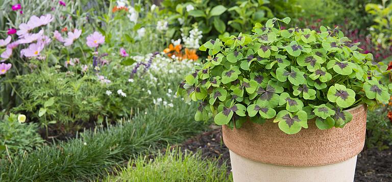 Ist die Frostphase vorbei, kann der Glücksklee in den Garten umziehen. Ist die Frostphase vorbei, kann der Glücksklee in den Garten umziehen.