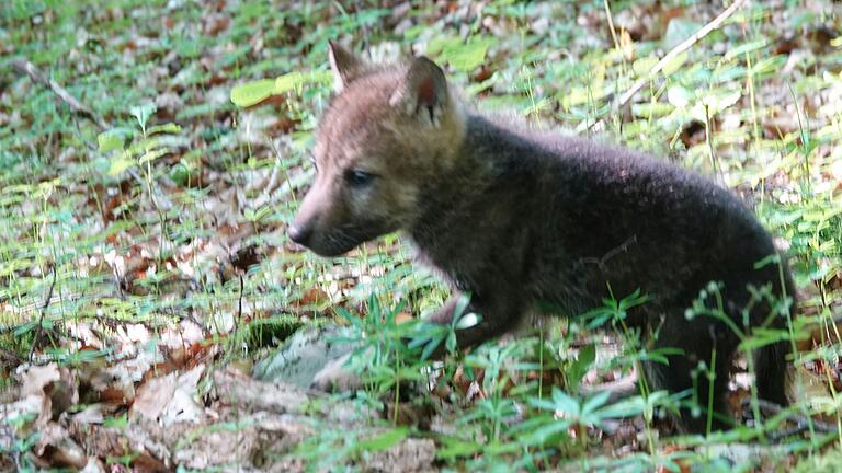 Der Wolfswelpe, der in der Rhön gefunden wurde, stammt von der Rhöner Problemwölfin.