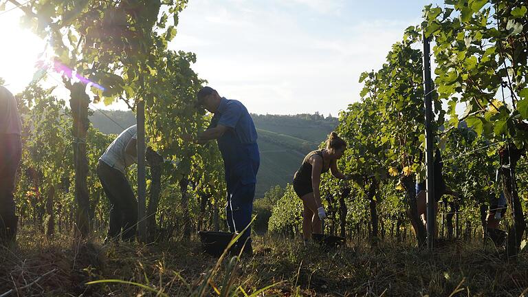 Der Hitzesommer 2018 brachte Franken die früheste Weinlese aller Zeiten. Auch das Weingut Göbel aus Randersacker (Lkr. Würzburg) war damals Mitte September bereits fertig. Ist aus der Rekordlese auch ein Jahrhundertwein geworden?