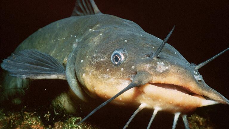 Der Wels kann drei Meter lang werden - in Ausnahmefällen sogar noch länger - und ist damit der größte Süßwasserfisch der europäischen Binnengewässer. Um den riesigen Raubfisch ranken sich immer wieder so manche Schauergeschichten.