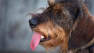 Fakten über den Schweiß       -  8.) Es geht auch ohne
...Schweißdrüsen. Schweine zum Beispiel haben keine und kühlen sich durch das Wälzen im Schlamm. Oder der Hund: Sein Markenzeichen ist das Hecheln, wenn er schwitzt.