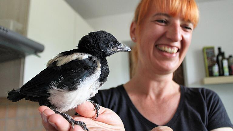 Wer genau hinschaute, konnte bei der jungen Elster auf Birgit Vorndrans Hand im Sommer schon blauschwarz-glänzende Schwungfedern sehen. Einige Wochen später konnte der Jungvogel ausgewildert werden. Wer genau hinschaute, konnte bei der jungen Elster auf Birgit Vorndrans Hand im Sommer schon blauschwarz-glänzende Schwungfedern sehen. Einige Wochen später konnte der Jungvogel ausgewildert werden.